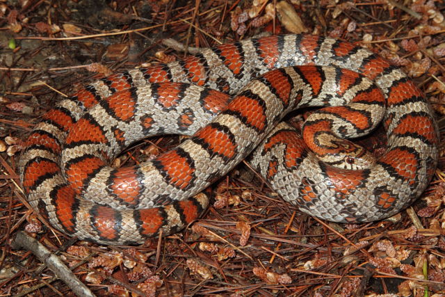 Milk Snake Meade County, KY 2015.