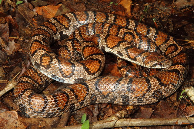 Milk Snake Meade County, KY 2015.