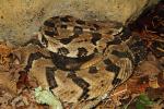 Male Timber Rattlesnake In Meade County, KY 2015.