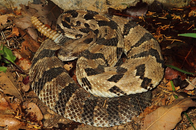 Male Timber Rattlesnake In Meade County, KY 2015.