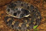 Eastern Hognose Snake From Meade County, KY 2015.