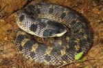 Eastern Hognose Snake From Meade County, KY 2015.