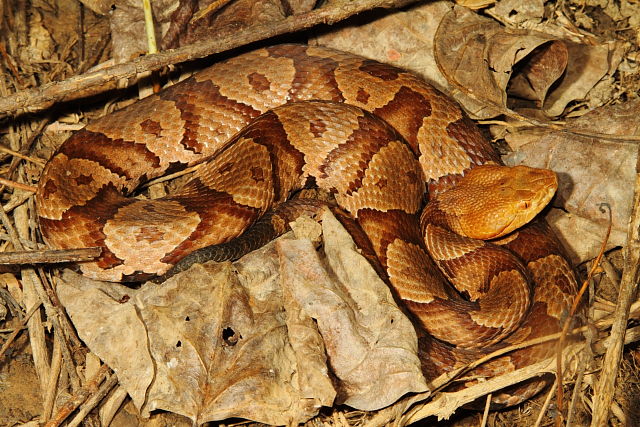 In-Situ In Hart County, KY 2015.