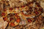 Sub-Adult Corn Snake Hart County, KY 2015.