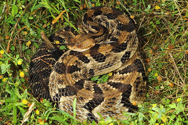 Timber Rattlesnake Edmonson County, KY June 2015.