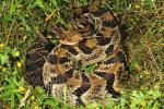 Timber Rattlesnake Edmonson County, KY June 2015.