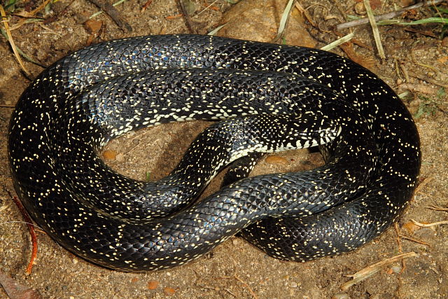 Fulton County, KY Kingsnake May 2015.