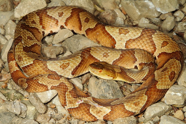 Copperhead From Lyon County, KY June 2015.