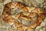 Copperhead From Lyon County, KY June 2015.