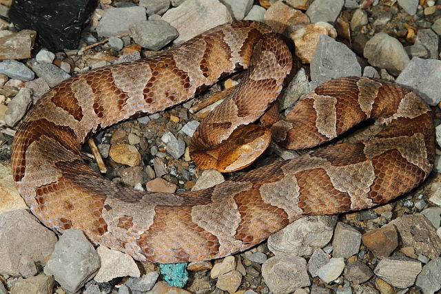 Copperhead From Harlan County, KY June 2015.