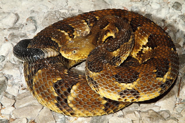 Timber Rattlesnake From Bell County 2015.