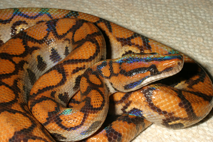 Breeder Male.