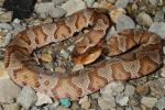 Copperhead From Harlan County, KY 2015.
