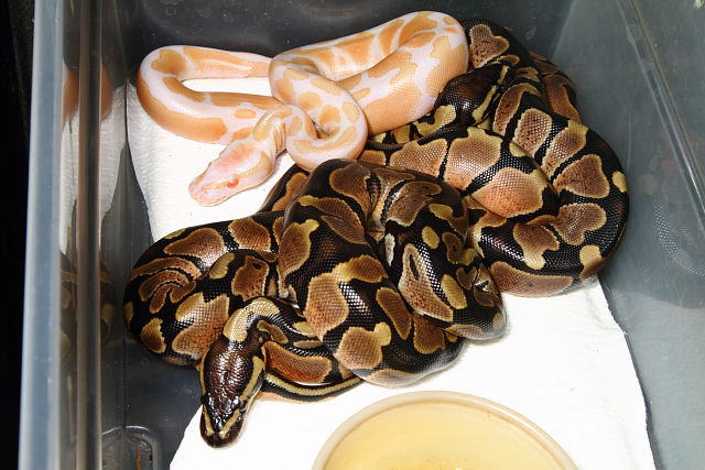 Ball Python Clutch #915 Hatch 21 June 2015. Albino Super Banded X Banded Het Albino. 