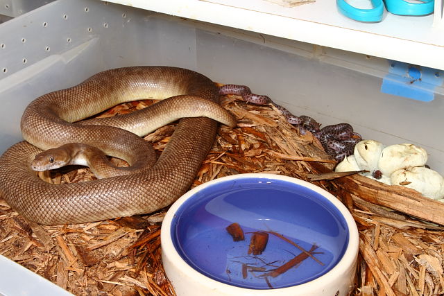 Maternal Incubated Clutch Hatched 22 June 2015.