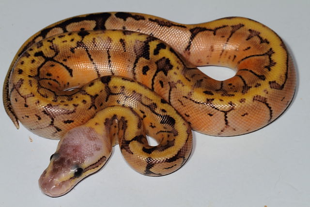 Paradox Pastel Pinstripe Hatched 23 June 2015.