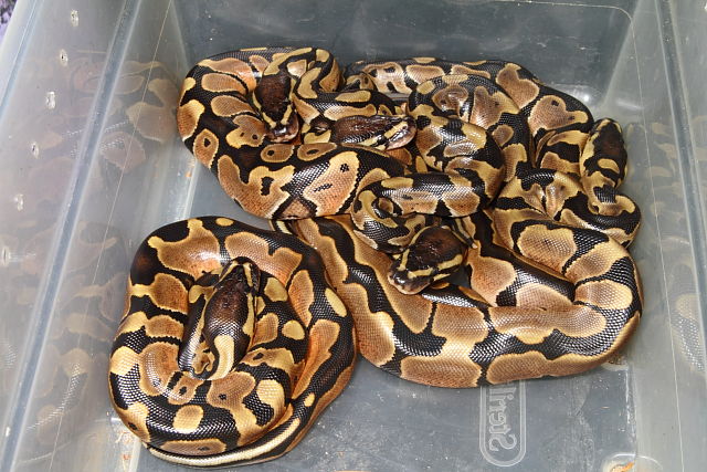 Clutch #1415 Hatched 26 June 2015. Super Banded Het Albino X Banded Het Albino.