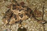 Casey County Timber Rattlesnake Preparing To Shed 2015.