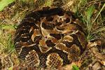 Casey County Timber Rattlesnake August 2015.