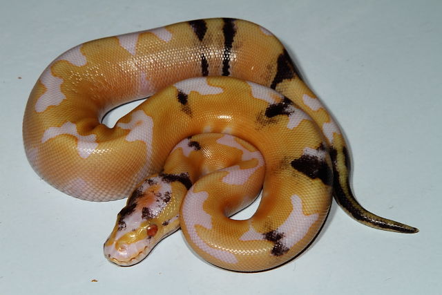 Super Genetic Banded Paradox Albino Hatched 17 August 2015.