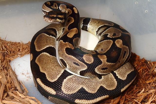 Ball Python Clutch #2215. Banded Double Het Albino Pied X Banded Double Het Albino Pied. 