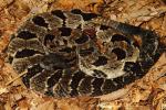 Young Timber Rattlesnake Found in Bulliit County, KY Summer 2015.