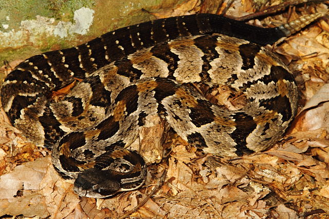 Timber Rattlesnake Found in Bulliit County, KY Summer 2015.