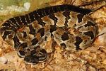 Timber Rattlesnake Found in Bulliit County, KY Summer 2015.