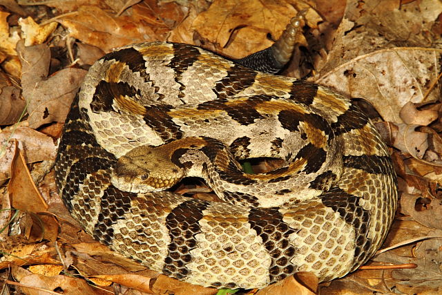 Timber Rattlesnake From Meade County, KY 2015.