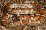 Meade County Milk Snake 2015.