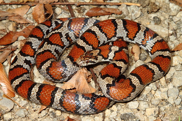 Meade County Milk Snake 2015.