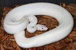 Blue Eyed Leucistic Female Over 1000 Grams September 2015.