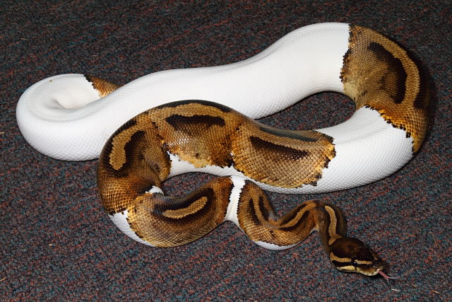 Pied Female Over 1000 Grams September 2015.