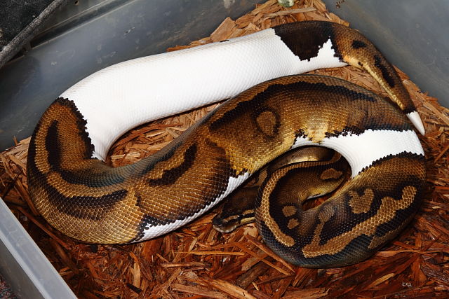 Pied Female Over 1000 Grams September 2015.