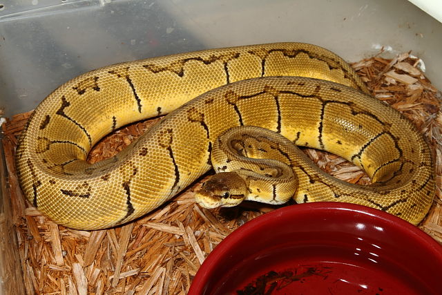 Pastel Pinstripe Granite Over 1000 Grams September 2015.