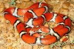 Red Milk Snake From Carlisle County, KY 2015.