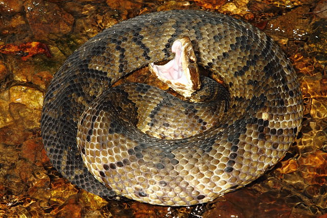 Western Cottonmouth From Lyon County, KY 2015.