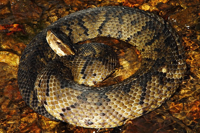 Western Cottonmouth From Lyon County, KY 2015.