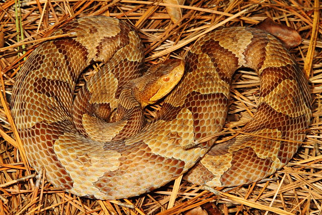 Copperhead Trigg County, KY 2015.