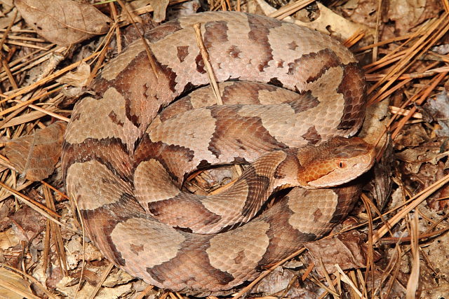 Copperhead Trigg County, KY 2015.