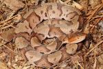 Copperhead Trigg County, KY 2015.