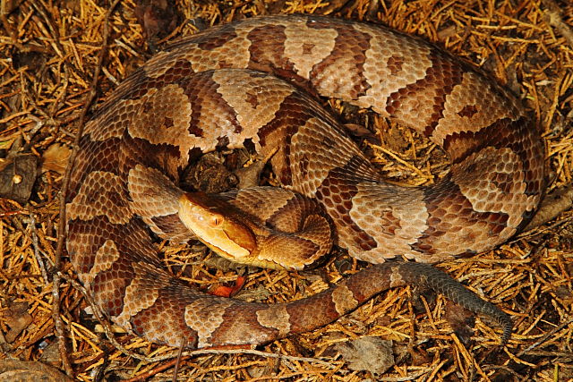 Copperhead From Hart County, KY 2015.