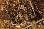 Timber Rattlesnake From Edmonson County, KY 2015.