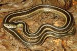 Eastern Garter Snake Hart County, KY 2015.