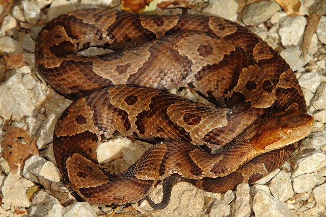 Copperhead From Harlan, KY 2015.