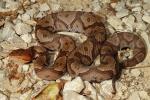 Copperhead From Harlan, KY 2015.