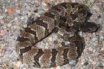 Timber Rattlesnake From Harlan, KY 2015.