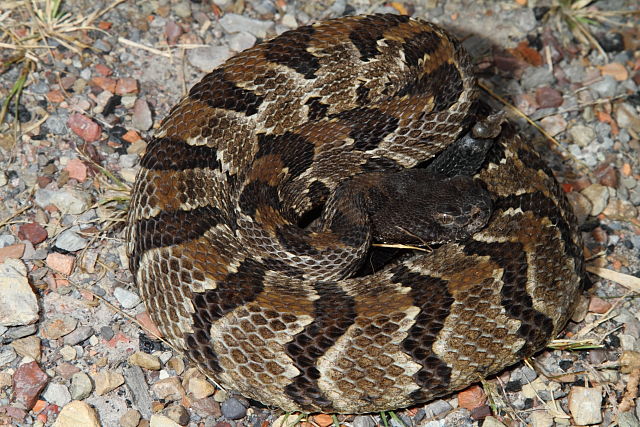 Timber Rattlesnake From Harlan, KY 2015.