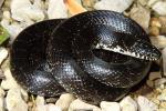 Meade County, KY Black Kingsnake October 2015.