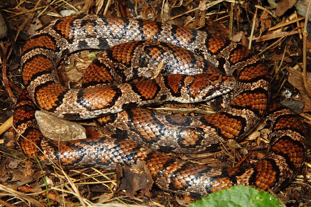 Meade County Milk Snake October 2015.